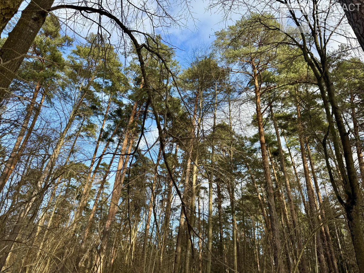 Сосновый бор