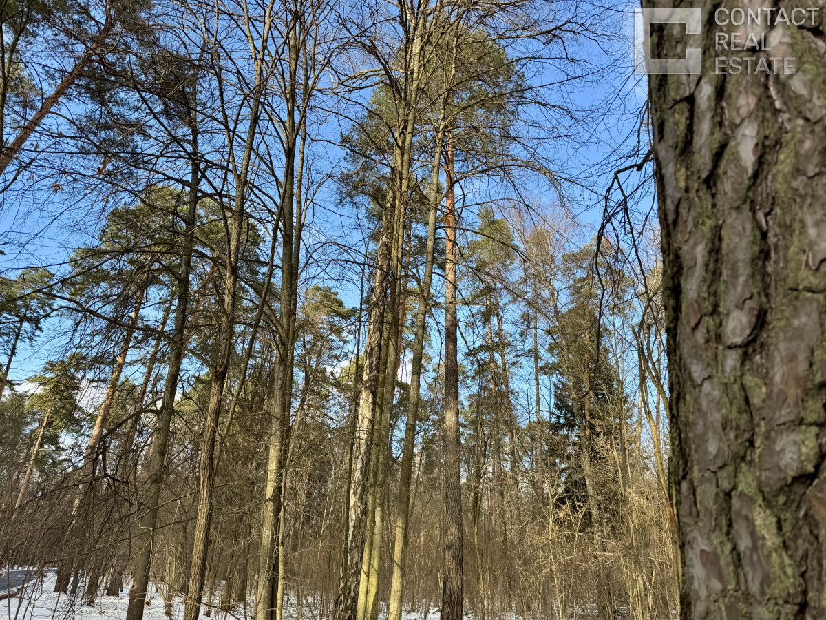 Сосновый бор