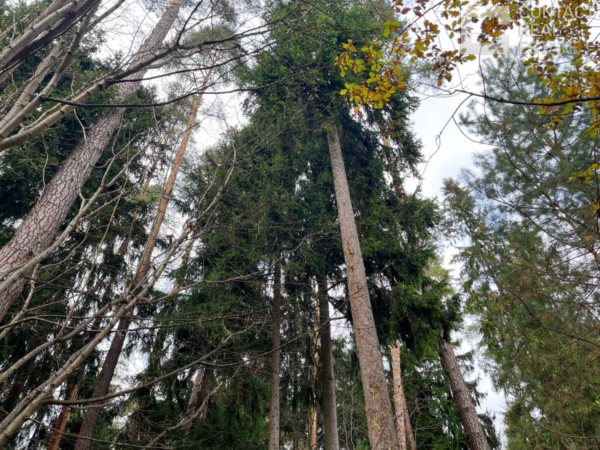 Сосновый бор