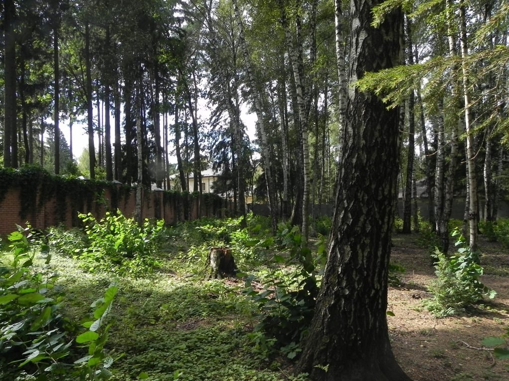 Рублево-Успенское шоссе. Лесной участок в охраняемом поселке.