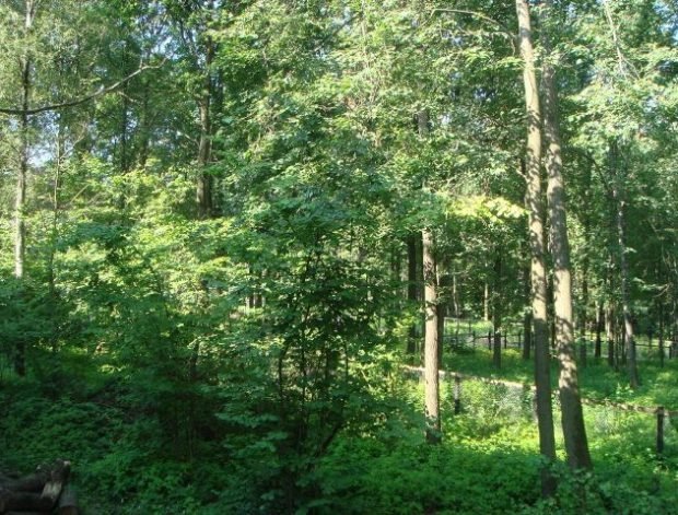 Лесной участок в коттеджном поселке «Резиденции Бенилюкс»