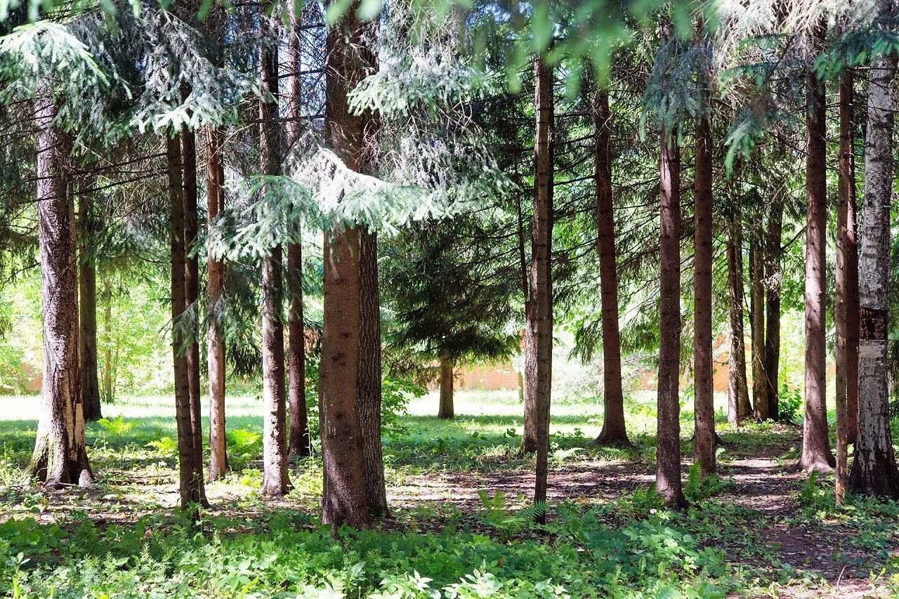 Лесной участок в КП «Ландшафт»