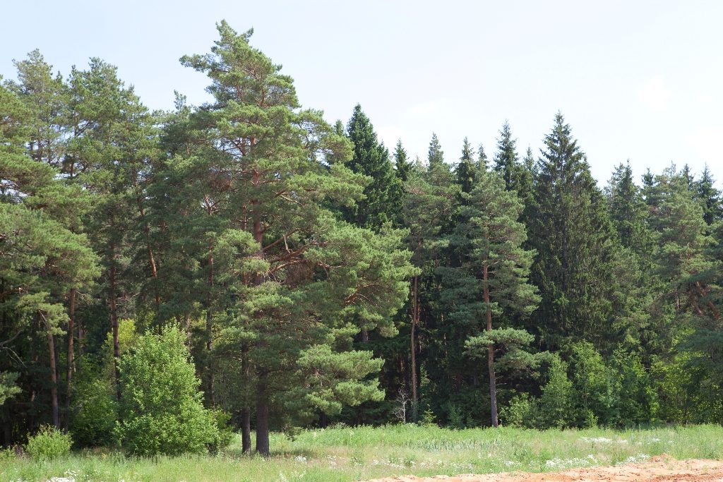 Прилесной участок с озером на Новорижском направлении.